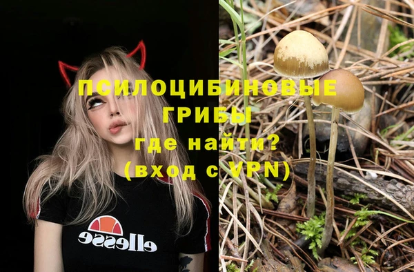 крисы Корсаков
